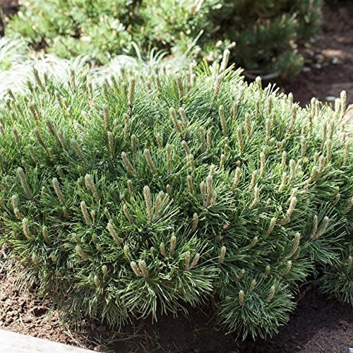 Zwerg Kiefer Pinus mugo 'Pumilio' Ziergehölz als Kübel oder Beetpflanze - Topf gewachsen (5 L 25-30cm)