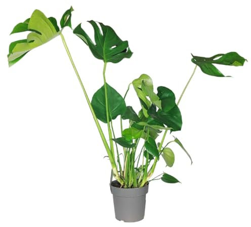 I Giardini di Giulia | Monstera Deliciosa Pianta da Interno Ø17 H.60 | Iconica Pianta Ornamentale Tropicale | Facile da Curare | Ideale per Casa e Ufficio