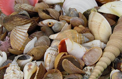 Muschelmix ca 1kg | Bastelmuscheln | Deko Muschel | Deko Schnecken | maritime Dekoration (1 Kilogramm)