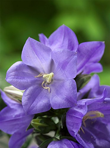 JustSeed - Flower - Campanula - Takion Blue F1-20 Pelleted Seeds