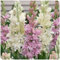 Nardos bulbos,Nardos flores,nardos planta,Muy Perfumada,planta De Nardos,flor cortada,Hortícola ornamental,bulbos de nardos olorosos,flor herbácea perenne,Precioso,resistente.-10bulbos-F