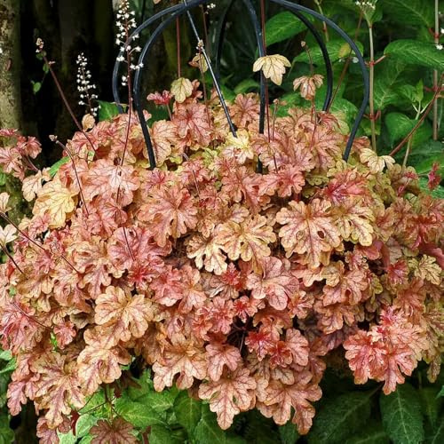 PurpurglöckchenSamen, topfpflanzen draußen winterhart Heuchera, geschenke für gärtner kräuterpflanzen zimmerpflanzen schattenpflanzen bodendecker 125pcs