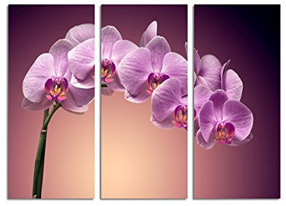 Paul Sinus Art 130x90cm – Keilrahmenbild blühende Orchidee magenta lila 3teiliges Wandbild auf Leinwand und Keilrahmen - Fotobild Kunstdruck Artprint