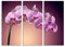 Paul Sinus Art 130x90cm – Keilrahmenbild blühende Orchidee magenta lila 3teiliges Wandbild auf Leinwand und Keilrahmen - Fotobild Kunstdruck Artprint