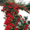 lamphle 500 Unids/bolsa Semillas de Rosas Trepadoras Perenne Fácil de Producir Semillas de Flores en Macetas de Múltiples Colores Decoración de Jardín Flor Árbol Frutal Semillas de Hierba Vege