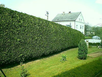 20 Leyland Cypress/Green Leylandii 20-30cm in 9cm Pots, Evergreen Hedging Plants 3fatpigs®