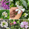 250 piezas Semillas de jabonera - Saponaria officinalis - Plantas de balcón, regalo de semillas de flores. macetas oficina plantas interior hierba jardín semillas de flores silvestres,