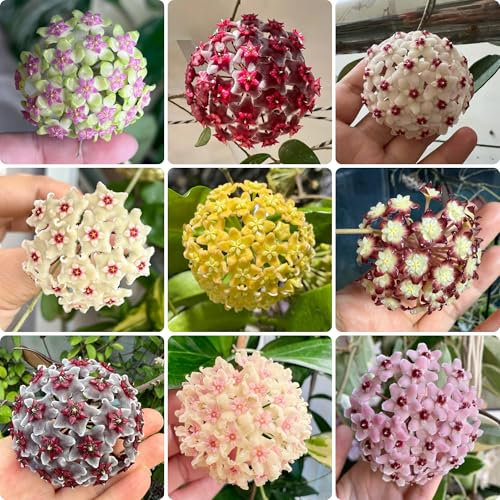 pianta di hoya - semi giardino di piante rampicanti - Serie Piante Rare - in vaso fiori cera pianta in vaso fiore porcellana decorazione del balcone da balcone semi fiori da giardino 500pcs