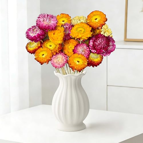 Aufisi Flores secas, 20 Margaritas Multicolor con Tallo para Bodas, decoración del hogar y Fiestas de Oficina