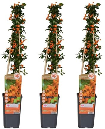 Feuerdorn Kletterstrauch mit Immergrünem Laub, Dorniger Sichtschutz Strauch, Pyracantha Heckenpflanze, Vogelfreundliche Gartenpflanze, für Garten Zaun Hauswand Terrasse, Grün, 3er Set Ø15cm Höhe 65cm