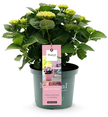 Green boutiQ - Balkonpflanze - Hortensie - Hydrangea Magical Revolution Pink - Pink - 6-10 Blumen - Topf 23cm Höhe 55cm