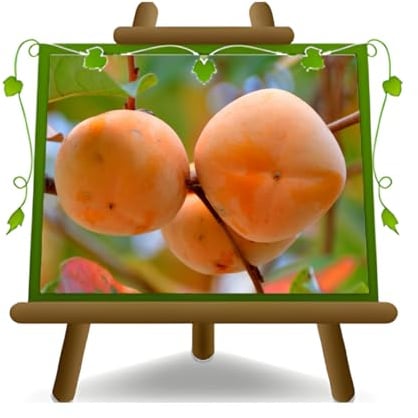 EURO PLANTS VIVAI Kaki Mela var Hana Fuyu - Pianta da Frutto Antico su Vaso: ø 20 cm. - *Altezza: 100-140 cm. - Età 2 Anni