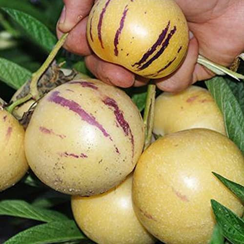 Saterkali Semi di pepino, 100 pezzi semi di pepino melone dolce frutta verdura bonsai giardino pianta rara Semi di Pepino