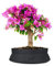 Bouganville Bonsai Altezza 35 cm, Pianta Vera, Pianta da Esterno, Esposizione Soleggiata, Vaso Artigianale in Terracotta- Nero Space