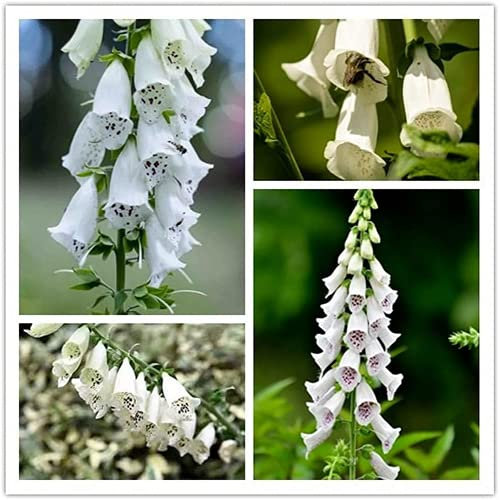 FStening 200 Stück Staude Fingerhut Samen Aufrecht Im Freien Wachsen Schöne Weiße Digitalis Blumen Einfach Zu Pflanzen Geeignet Für Die Herstellung Von Blumensträußen
