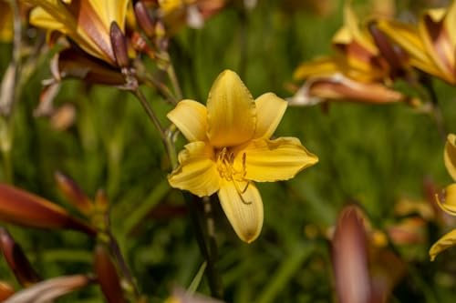 Hemerocallis middendorffii 11x11 cm Topf – Winterhart, Mehrjährig, Pflegeleicht – Taglilie – Staude für Beet & Rabatte
