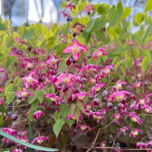 150 pcs Elfenblume Pflanze Samen, topfpflanzen gartenpflanzen, Epimedium Alpinum - kräuter samen blumensaat, blumensamen bodendecker winterhart pflanzen draußen bodendecker pflanzen