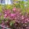 150 pcs Elfenblume Pflanze Samen, topfpflanzen gartenpflanzen, Epimedium Alpinum - kräuter samen blumensaat, blumensamen bodendecker winterhart pflanzen draußen bodendecker pflanzen