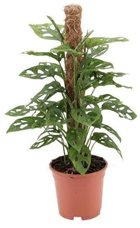 Fensterblatt – Monstera Monkey Leaf – Zimmerpflanze – Ø17cm – 60cm – Tropische & pflegeleichte Grünpflanze – Dekorative Kletter- & Hängepflanze
