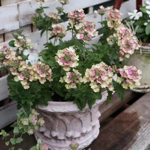 100 Pcs Hybrid Eisenkraut Samen, Stauden Winterhart Mehrjährig, Deko Blumen Eisenkraut Hortensis Samen, Samen Winterhart, Blumensamen Gastgeschenk Winterlinge Gartenpflanzen Winterhart