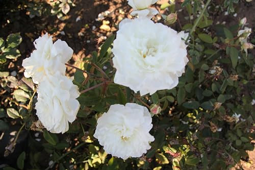Englische Rose Susan William Ellis ® (Container)