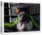 raxxa Premium-Puzzle | Professor Doktor Felis Catus | 1000 Teile