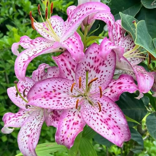 8 pcs lilien zwiebeln kaufen - Lilium brownii - bienenweide, winterharte pflanzen für garten riesenlilien baumlilien winterhart knollen balkon blumen bonsai zimmerpflanzen blumen deko,