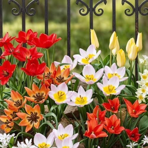 Tulpenzwiebeln Winterhart Mehrjährig 50 Stück - Botanisch Wildtulpen | Mindestens 5 Sorten, niedrig wachsend, große Blumenzwiebeln aus Holland für Garten, Topf und Balkon, Pflanzzeit im Herbst