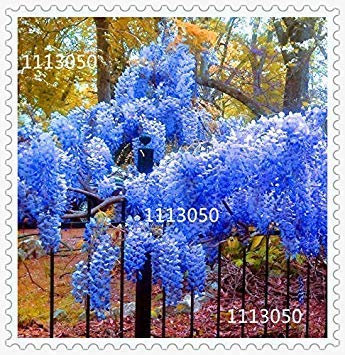 1: Wisteria Samen, Bonsai Wisteria sinensis Baum 100% echte Samen in-kind-Schießen, 100 teile/beutel