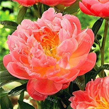 Vista 10 teile/beutel mischfarbe pfingstrose samen Chinesische rose samen Baum Pfingstrose Samen schöne Dekoration bonsai blume pflanze für hausgarten 5