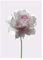 Komar Tableau Mural Rose - Impression d'art sans Cadre - Disponible en 3 Tailles - Blanc, Rose, Vert - 30 x 40 cm