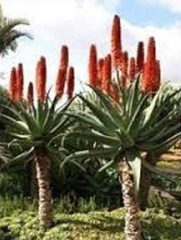 20 Seeds of Cat's Tail Aloe Exotic Flowers (Aloe Castanea)