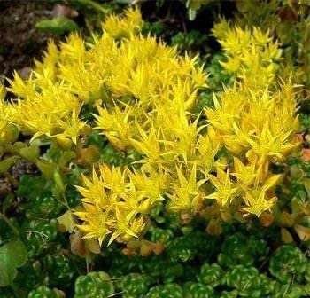 Pacchetto semi: 10 Semi di 3589 luce gialla Brugmansia:Seeds