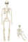 Halloween Deko Skelett Outdoor Innen Dekoration Gruselig Party Horror Set Decoration Decor Türdeko Halloweendeko Scary Gartendeko Figur Außen Schädel Knochen Gruselig Klein Bewegliche Ganzkörper