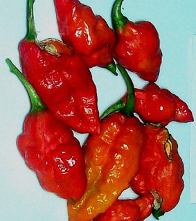 Seedeo Chili Bhut Jolokia rot (Capsicum chinense) 10 Samen