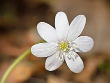 Ponak Neu Leberblümchen Blumensamen 50St
