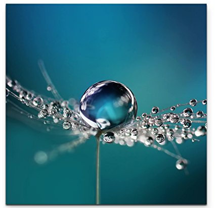 Paul Sinus Art Leinwandbilder | Bilder Leinwand 90x90cm Wassertropfen auf einer Pusteblume
