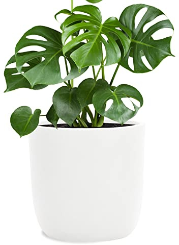 Pflanzwerk® Pflanzkübel Fiberglas Weiss Cup Ø51x49cm *Frostbeständige Blumenkübel* *Deutsche Premiumqualität* *Lotus-Effekt Imprägnierung*