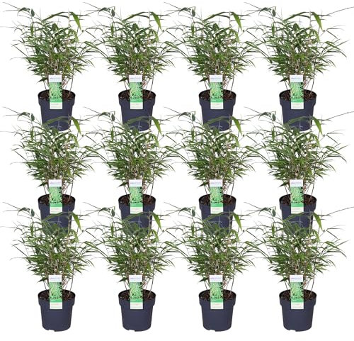 Fargesia rufa bambou - lot de 12 - ↨40cm - Ø14 - plante d'extérieur
