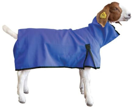 Ziegendecke, klein, Blau