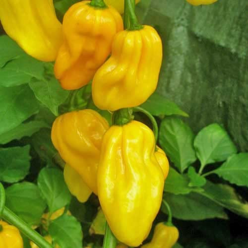 Habanero Gelbe Chili Pfeffer Samen - Extra Scharfe Qualität Heirloom Saatgut