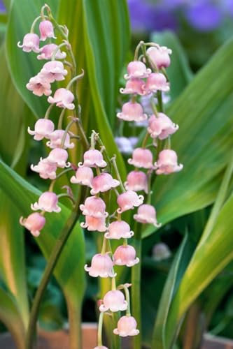 Convallaria majalis 'Rosea' ca. 9x9 cm Topf - Maiglöckchen, zartrosa Blüten, Blütezeit Mai, ideal für schattige Beete, duftend, pflegeleicht