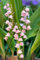 Convallaria majalis 'Rosea' ca. 9x9 cm Topf - Maiglöckchen, zartrosa Blüten, Blütezeit Mai, ideal für schattige Beete, duftend, pflegeleicht