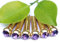 6 Stücke Gitarre Bridge Pin, Messing Bridge Brücke Peg Nagel mit Kristallglas Dot für Folk Akustische Gitarre(violett)