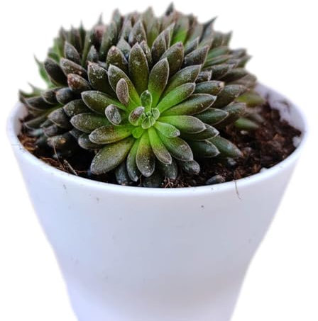 Sinocrassula yunnanensis pianta grassa da esterno Chinese Jade - vaso 10 cm
