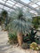Yucca Rostrata 5 Samen -die schönste stammbildende, winterharte Yucca die es gibt