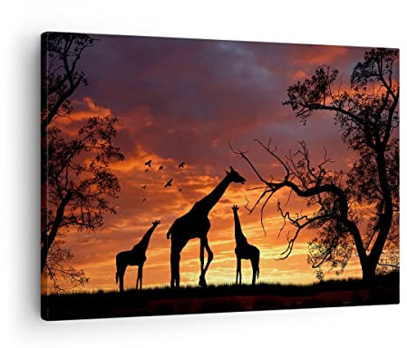 Bilder auf Leinwand Giraffe Afrika Sonne Safari Leinwandbild 70x50cm Wandbilder Dekoration Wohnzimmer Schlafzimmer Küche Deko Klein Wanddeko Bild Wand Kunstdruck Art Wall Decor Canvas AA70x50-0507