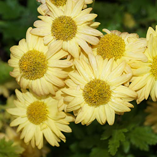 Blumixx Stauden Chrysanthemum Indicum-Hybr. 'Goldmarianne' – Winteraster im 0,5 Liter Topf leuchtend gelb blühend