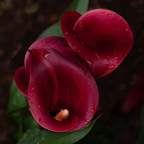 gartenkräuter calla lilien 4zwiebeln x Gartenbepflanzung