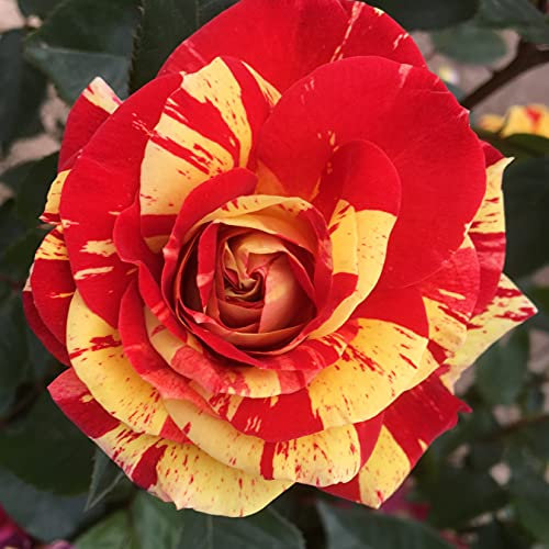 Brushstrokes - 5.5lt Potted Floribunda Garden Rose Bush - Stunning Red and Yellow Striped Flowers Fragrant - Unusual Variety